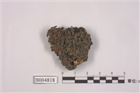 藏品(大黃髓梅衣屬)的圖片